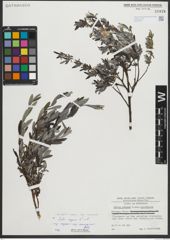 Foto von Salix repens subsp. incubacea (L.) A. Neumann